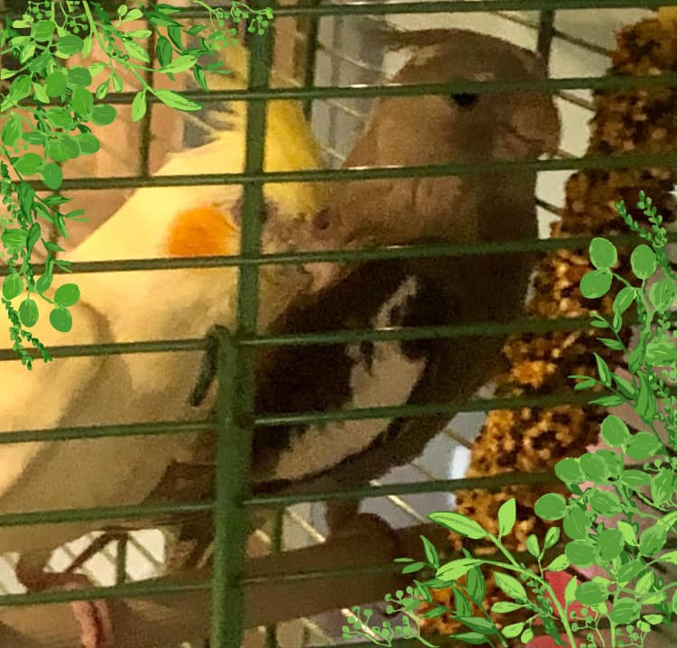 Pappagalli Stefano e Bionda Oste Milano Birrificio Chiesa Rossa